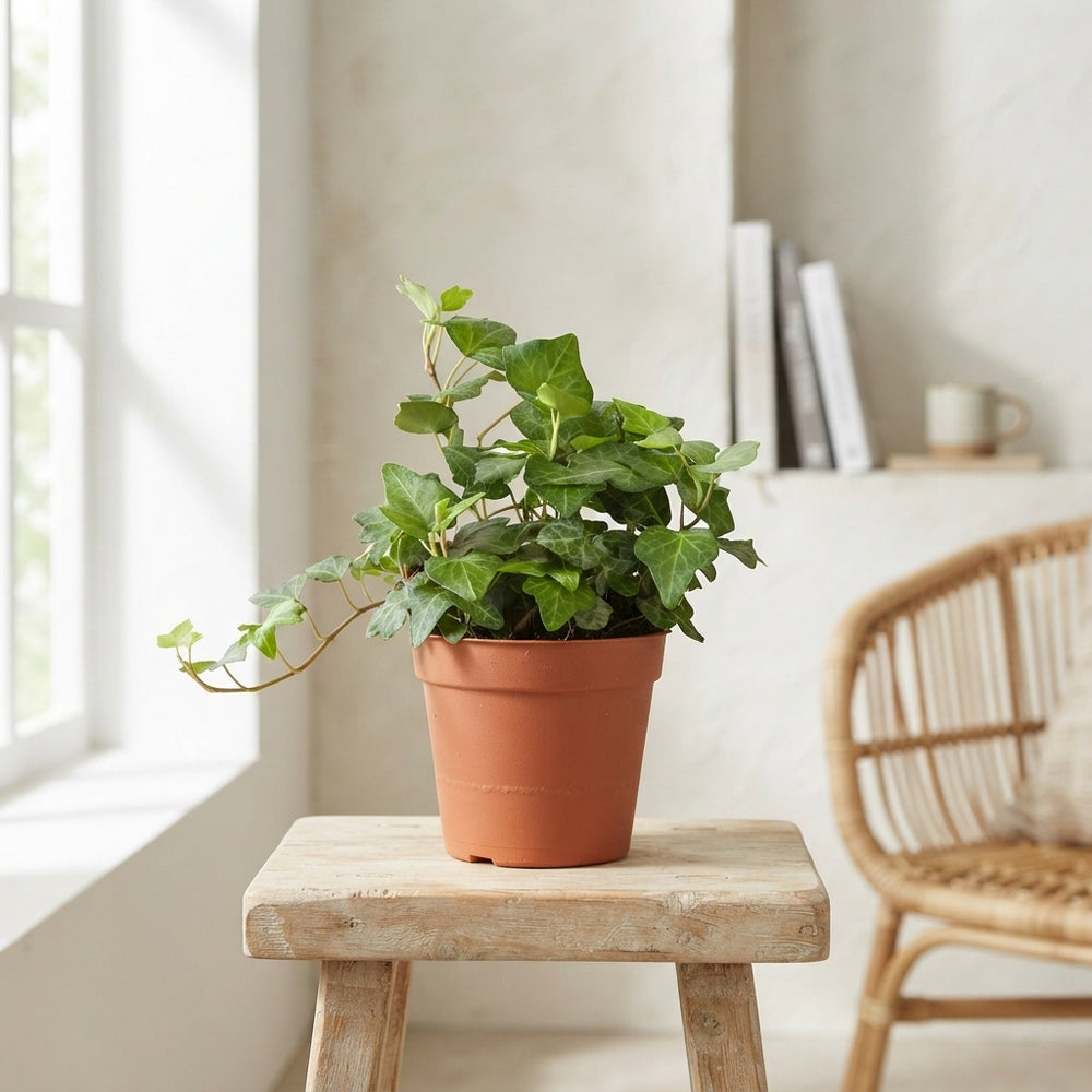 English Ivy (Hedera helix) – 9cm Pot