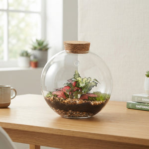 Juno Glass Terrarium Arrangement – 12cm