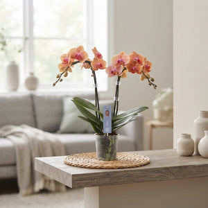 Salmon Phalaenopsis Orchid – 2 Stem, 12cm Pot