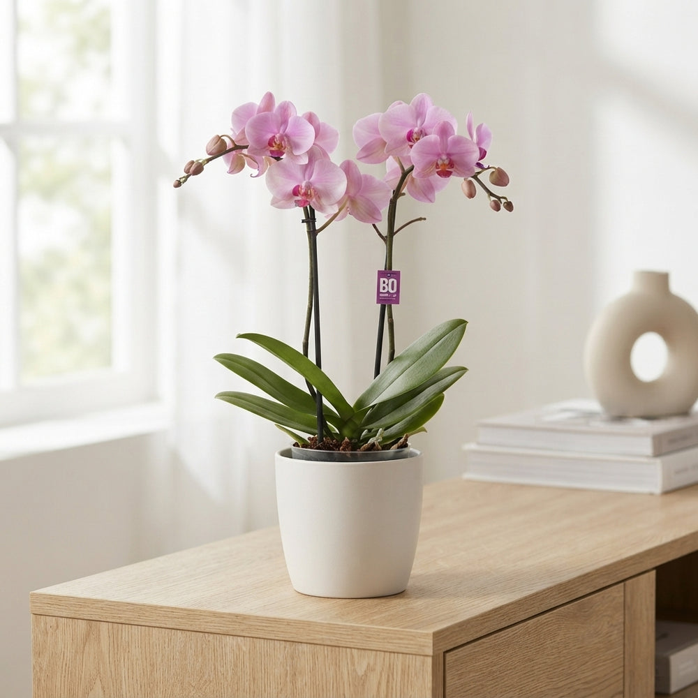 Mixed Phalaenopsis Orchid – 2 Stem, 12cm Pot