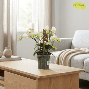Mixed Phalaenopsis Orchid ‘Freedanzo Songbird’ – 3 Stem, 12cm Pot