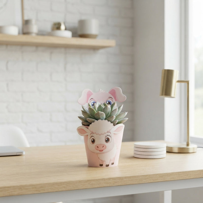 Mixed Succulent Plant – 5.5cm Pot
