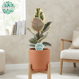 Mixed Ficus elastica Rubber Plant – 17cm Pot