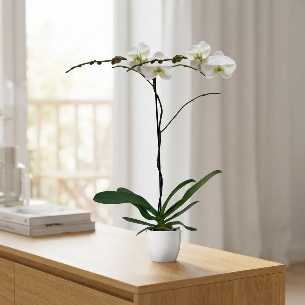 White Phalaenopsis Orchid – 15cm Ceramic Pot