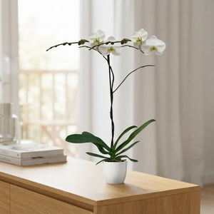 White Phalaenopsis Orchid – 15cm Ceramic Pot