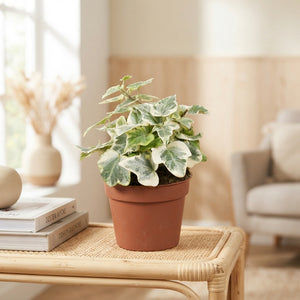 White Wonder English Ivy (Hedera helix) – 8.5cm Pot
