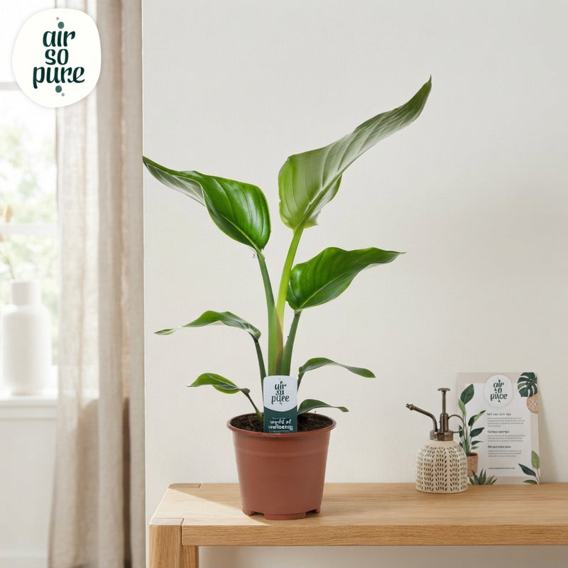 White Bird of Paradise (Strelitzia nicolai) – 14cm Pot