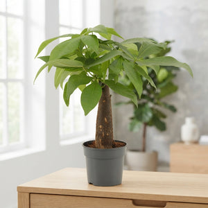 Money Tree (Pachira aquatica) – 9cm Pot