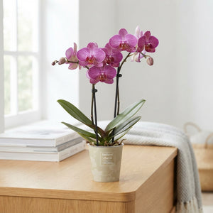 Mixed Phalaenopsis Orchid – 2 Stem, 12cm Ceramic Pot