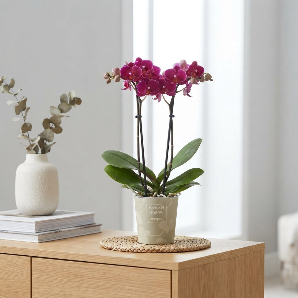 Mixed Phalaenopsis Orchid – 2 Stem, 9cm Pot