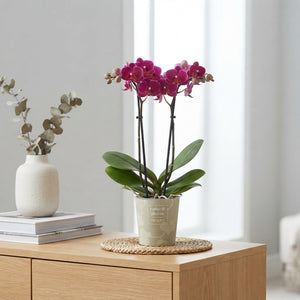 Mixed Phalaenopsis Orchid – 2 Stem, 9cm Pot
