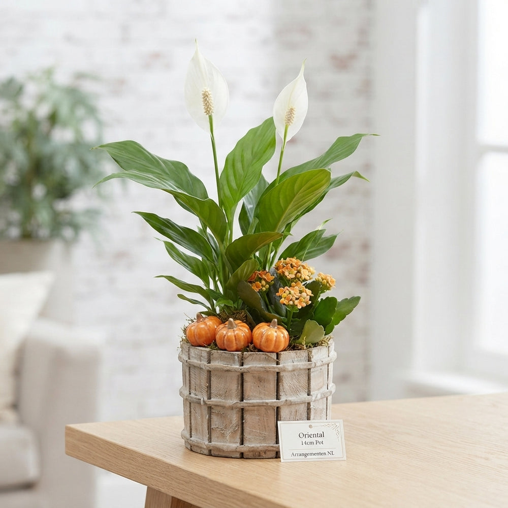 Indoor Plant Arrangement – 13cm Wooden Pot