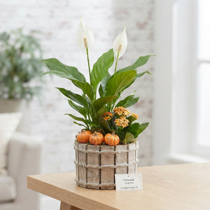 Indoor Plant Arrangement – 13cm Wooden Pot