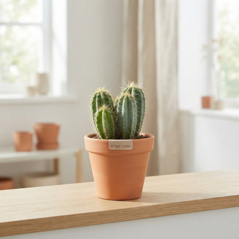 Cactus Mix – 10.5cm Pot