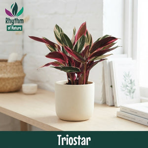 Calathea Whitestar – 14cm Pot, Approx. 45cm High