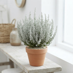 Garden Girls Heather (Calluna vulgaris) – 11cm Pot