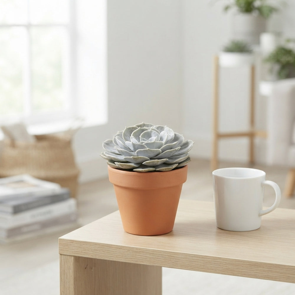 Mixed Succulent Collection – 10.5cm Pot