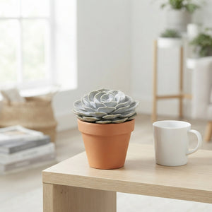 Mixed Succulent Collection – 10.5cm Pot