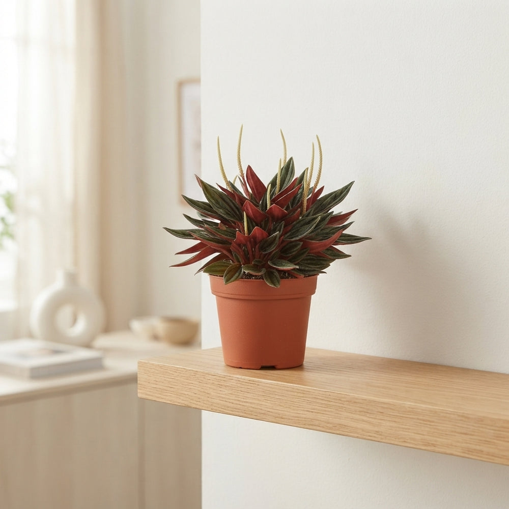 Red Peperomia Caperata – 10.5cm Pot