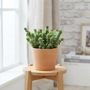 Hottentot Crassula (Crassula marnieriana) – 11cm Pot
