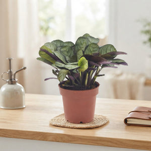 Ctenanthe Amagris Prayer Plant – 12cm Pot