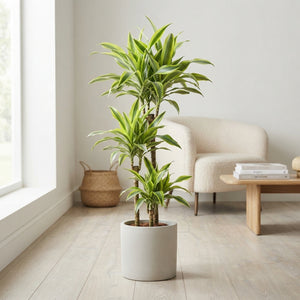 Lemon Lime Dracaena (Dracaena fragrans) – 24cm Pot, 160cm High