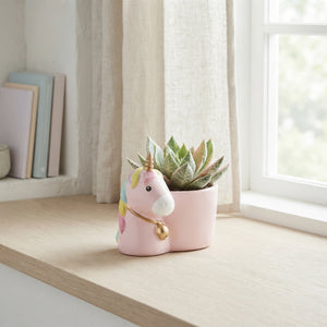 Painted Echeveria Mixed Colours – 6cm Pot