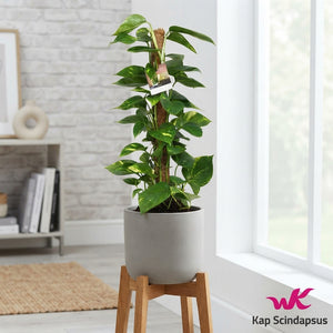 Golden Pothos (Epipremnum aureum) – 19cm Pot