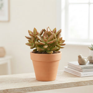 Coppertone Stonecrop (Sedum nussbaumerianum) – 10.5cm Pot