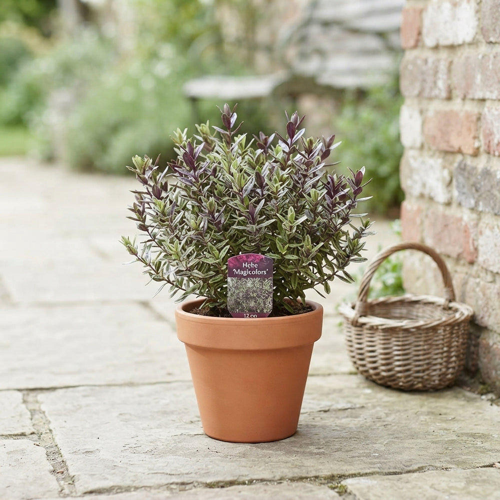 Hebe Magicolors Mixed Garden Plant – 12cm Pot