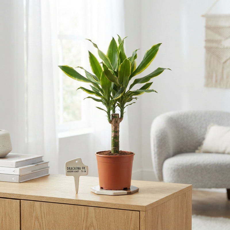 Dracaena fragrans ‘Golden Coast’ – 17cm Pot, 75cm