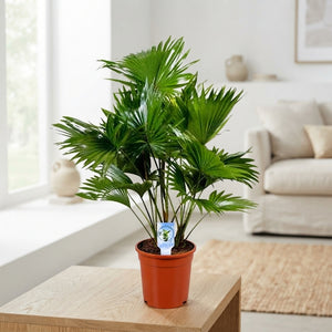 Livistona Rotundifolia Fan Palm – 17cm Pot