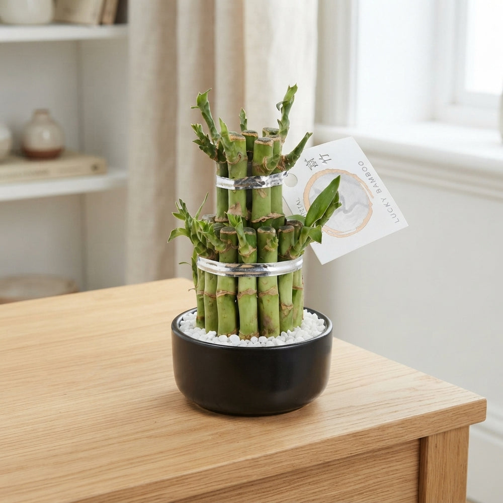 Lucky Bamboo (Dracaena sanderiana) – 8cm Pot