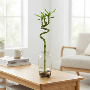 Lucky Bamboo Spiral Stem – Up to 45cm