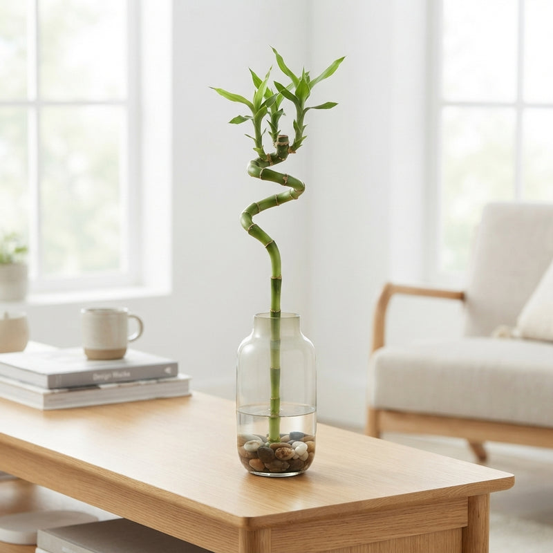 Lucky Bamboo Spiral Stem – Up to 45cm