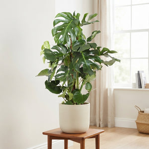 Swiss Cheese Plant (Monstera deliciosa) – 27cm Pot