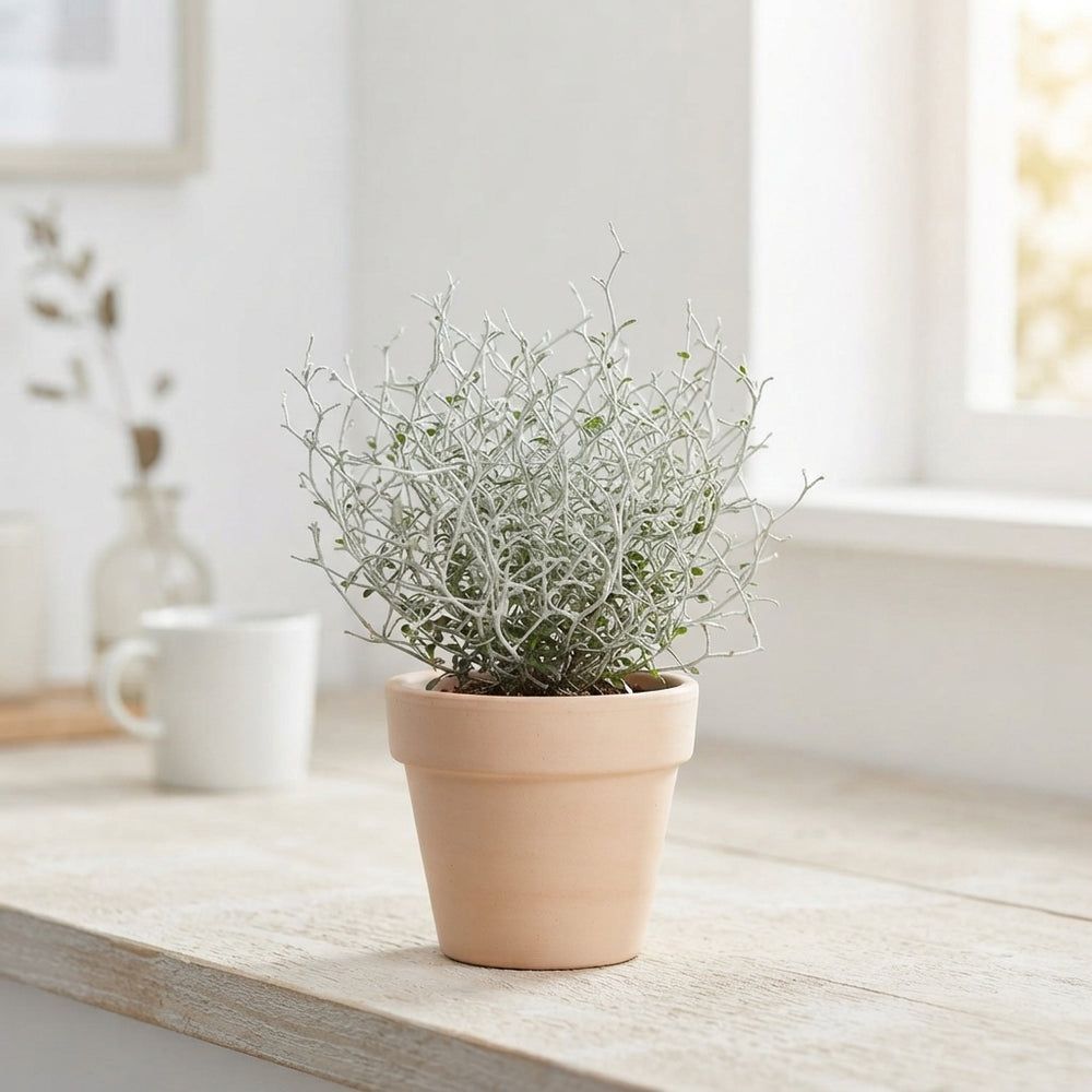 Silver Bush (Leucophyta brownii) – 7cm Pot