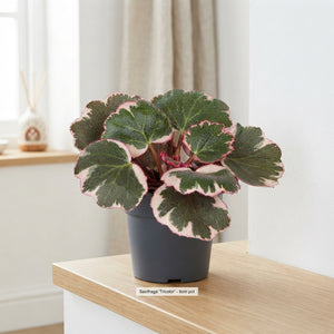 Strawberry Begonia (Saxifraga stolonifera) – 6cm Pot