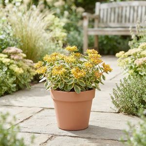 Orange Stonecrop (Sedum kamtschaticum) – 13cm Pot