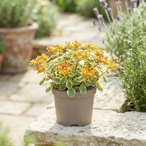Orange Stonecrop (Sedum kamtschaticum) – 13cm Pot