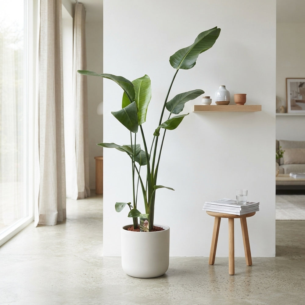 White Bird of Paradise (Strelitzia nicolai) – 21cm Pot