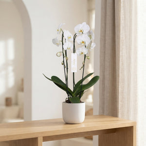 White Phalaenopsis Orchid – 2 Stem, 15cm Pot