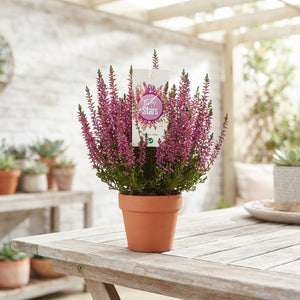 Tiny Stars Autumn Mix – 6cm Pot