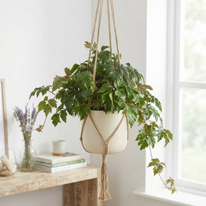 Cissus ‘Ellen Danica’ – 17cm Pot