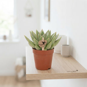 Mixed Echeveria Succulent – 8.5cm Pot