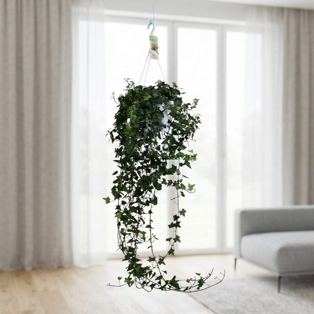 Hedera helix Ivy – 17cm Pot