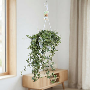 English Ivy (Hedera helix) – 17cm Pot