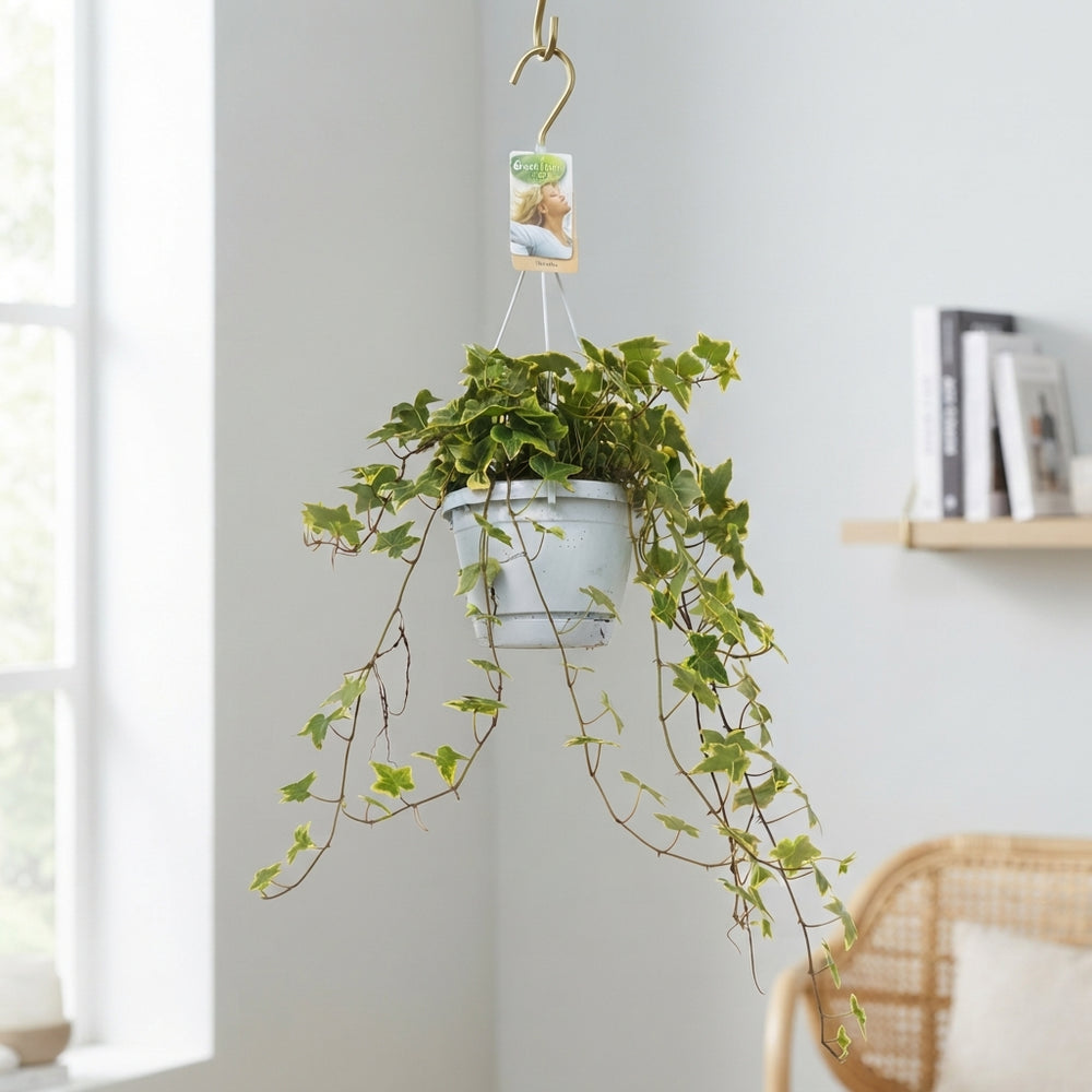 Variegated English Ivy (Hedera helix) – 17cm Pot