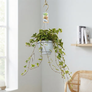 Variegated English Ivy (Hedera helix) – 17cm Pot