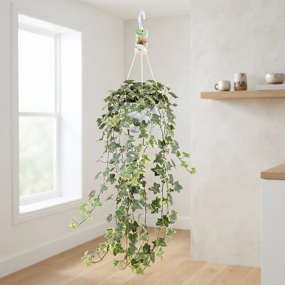 Goldchild English Ivy (Hedera helix) – 17cm Pot